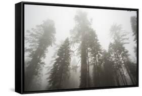 Thick Fog In The Large Trees In Sequoia National Park, California-Michael Hanson-Framed Stretched Canvas