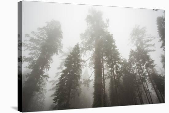 Thick Fog In The Large Trees In Sequoia National Park, California-Michael Hanson-Stretched Canvas