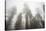 Thick Fog In The Large Trees In Sequoia National Park, California-Michael Hanson-Stretched Canvas