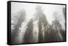 Thick Fog In The Large Trees In Sequoia National Park, California-Michael Hanson-Framed Stretched Canvas