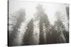 Thick Fog In The Large Trees In Sequoia National Park, California-Michael Hanson-Stretched Canvas