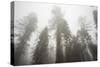 Thick Fog In The Large Trees In Sequoia National Park, California-Michael Hanson-Stretched Canvas
