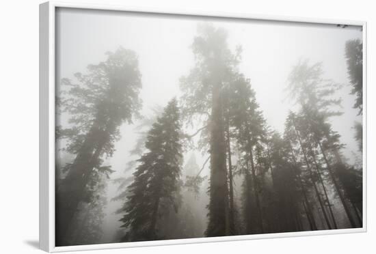 Thick Fog In The Large Trees In Sequoia National Park, California-Michael Hanson-Framed Photographic Print