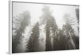 Thick Fog In The Large Trees In Sequoia National Park, California-Michael Hanson-Framed Photographic Print