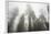 Thick Fog In The Large Trees In Sequoia National Park, California-Michael Hanson-Framed Photographic Print