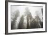 Thick Fog In The Large Trees In Sequoia National Park, California-Michael Hanson-Framed Photographic Print
