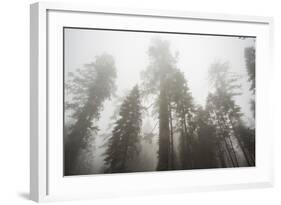 Thick Fog In The Large Trees In Sequoia National Park, California-Michael Hanson-Framed Photographic Print