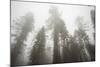 Thick Fog In The Large Trees In Sequoia National Park, California-Michael Hanson-Mounted Photographic Print