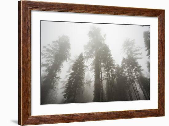 Thick Fog In The Large Trees In Sequoia National Park, California-Michael Hanson-Framed Photographic Print