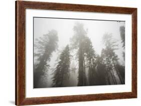 Thick Fog In The Large Trees In Sequoia National Park, California-Michael Hanson-Framed Photographic Print