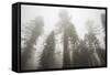 Thick Fog In The Large Trees In Sequoia National Park, California-Michael Hanson-Framed Stretched Canvas