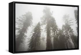 Thick Fog In The Large Trees In Sequoia National Park, California-Michael Hanson-Framed Stretched Canvas