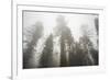 Thick Fog In The Large Trees In Sequoia National Park, California-Michael Hanson-Framed Photographic Print