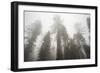 Thick Fog In The Large Trees In Sequoia National Park, California-Michael Hanson-Framed Photographic Print