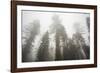 Thick Fog In The Large Trees In Sequoia National Park, California-Michael Hanson-Framed Photographic Print