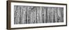 Thick Forest of Aspen Tree Trunks Black and White Texture Background-deberarr-Framed Photographic Print