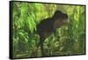 Thick Jungle Foliage Hides a Large Tyrannosaurus Rex as He Hunts for Prey-Stocktrek Images-Framed Stretched Canvas