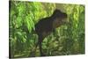 Thick Jungle Foliage Hides a Large Tyrannosaurus Rex as He Hunts for Prey-Stocktrek Images-Stretched Canvas