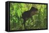 Thick Jungle Foliage Hides a Large Tyrannosaurus Rex as He Hunts for Prey-Stocktrek Images-Framed Stretched Canvas
