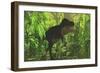 Thick Jungle Foliage Hides a Large Tyrannosaurus Rex as He Hunts for Prey-Stocktrek Images-Framed Art Print