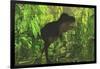 Thick Jungle Foliage Hides a Large Tyrannosaurus Rex as He Hunts for Prey-Stocktrek Images-Framed Art Print