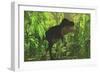 Thick Jungle Foliage Hides a Large Tyrannosaurus Rex as He Hunts for Prey-Stocktrek Images-Framed Premium Giclee Print