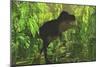 Thick Jungle Foliage Hides a Large Tyrannosaurus Rex as He Hunts for Prey-Stocktrek Images-Mounted Premium Giclee Print