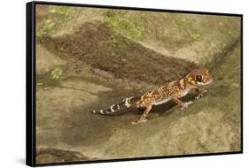 Thick-Tailed Gecko-Joe McDonald-Framed Stretched Canvas