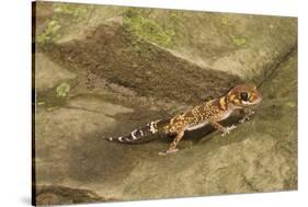 Thick-Tailed Gecko-Joe McDonald-Stretched Canvas