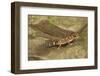 Thick-Tailed Gecko-Joe McDonald-Framed Premium Photographic Print