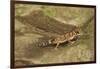 Thick-Tailed Gecko-Joe McDonald-Framed Photographic Print