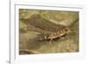 Thick-Tailed Gecko-Joe McDonald-Framed Photographic Print
