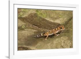 Thick-Tailed Gecko-Joe McDonald-Framed Photographic Print