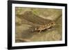 Thick-Tailed Gecko-Joe McDonald-Framed Photographic Print