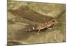 Thick-Tailed Gecko-Joe McDonald-Mounted Photographic Print