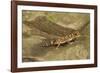 Thick-Tailed Gecko-Joe McDonald-Framed Photographic Print