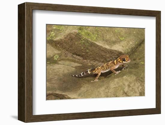 Thick-Tailed Gecko-Joe McDonald-Framed Photographic Print