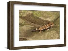 Thick-Tailed Gecko-Joe McDonald-Framed Photographic Print