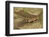 Thick-Tailed Gecko-Joe McDonald-Framed Photographic Print