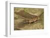 Thick-Tailed Gecko-Joe McDonald-Framed Photographic Print