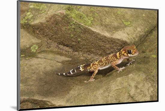 Thick-Tailed Gecko-Joe McDonald-Mounted Photographic Print