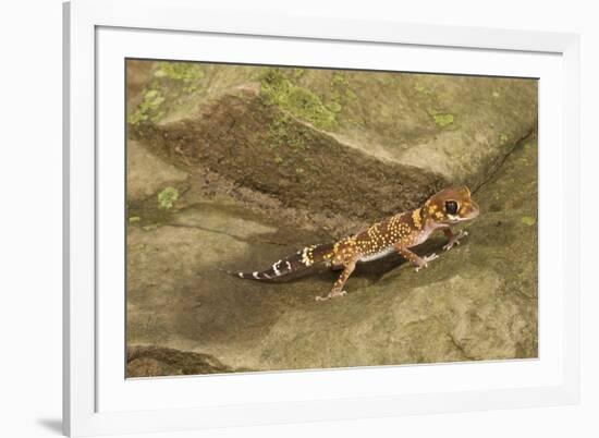 Thick-Tailed Gecko-Joe McDonald-Framed Photographic Print