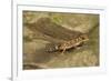 Thick-Tailed Gecko-Joe McDonald-Framed Photographic Print