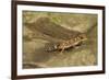 Thick-Tailed Gecko-Joe McDonald-Framed Photographic Print