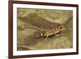 Thick-Tailed Gecko-Joe McDonald-Framed Photographic Print