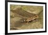 Thick-Tailed Gecko-Joe McDonald-Framed Photographic Print