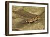 Thick-Tailed Gecko-Joe McDonald-Framed Photographic Print