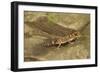 Thick-Tailed Gecko-Joe McDonald-Framed Photographic Print