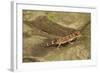 Thick-Tailed Gecko-Joe McDonald-Framed Photographic Print