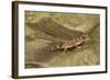 Thick-Tailed Gecko-Joe McDonald-Framed Photographic Print